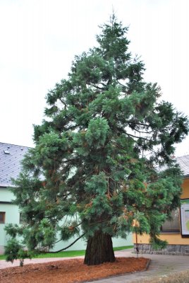 Sequoiadendron giganteum - sekvojovec obrovský - habitus